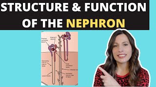 Structure of the NEPHRON Alevel Biology Ultrafiltration and selective reabsorption in the kidney [upl. by Maurine815]