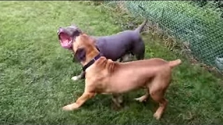 Boerboel vs American Bandog  Dog Videos Mr Fenley [upl. by Allecram28]