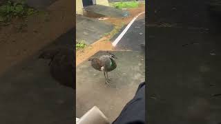 Deewana hai ye man  orignal video 📷lovebirds peacock 💕💕💕 [upl. by Fasto]