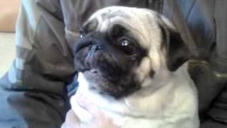 Мопс орёт pug screaming [upl. by Winn]