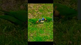 Happy Lorikeetsplaying❤️❤️😍😍 sydney garden nature birds birdsounds birdwatching animals [upl. by Shaper]