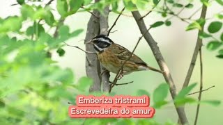 O canto da Escrevedeira do amur  Emberiza tristrami [upl. by Arytas]