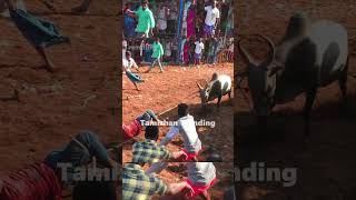 என்னாச்சு போட்டு பொளக்குது shortstrendingjallikattu [upl. by Abehs611]