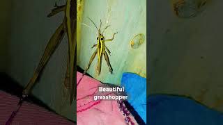 Beautiful grasshopperInsectentomologyNatureOrthoptera [upl. by Artimid]