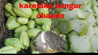 gauko arganik karelako sungur chaado pakaune tarikaRai kanxa you tube channel subscribe me all [upl. by Pammy]