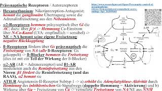 G Protein gekoppelte Rezeptoren 4 Gi Beispiel a2Rezeptor des Sympathikus [upl. by Yelsek]