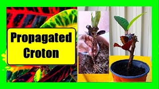 Croton Plant Propagation From Stem Cuttings Without Rooting Hormone [upl. by Rizzo]