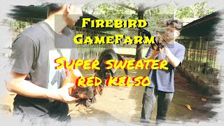 Napakaganda ng Super Sweater at Kelso sa Firebird Gamefarm [upl. by Dambro]