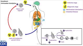 Entamoeba histolytica life cycle [upl. by Hirsh]