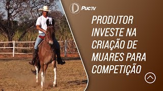 PRODUTOR INVESTE NA CRIAÇÃO DE MUARES PARA COMPETIÇÃO [upl. by Eninahpets]