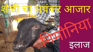 शेळी चा निमोनिया खोकला ताप सर्दी माहिती व इलाज nimoniya ka ilaj goat farming bakri palan [upl. by Eniamurt276]