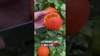 Les meilleurs fruits pour ton corps [upl. by Todhunter]