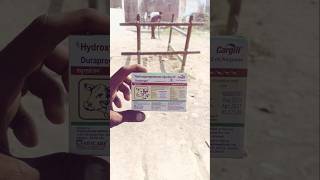 Hydroprogesterone injection IP animals viralvideo buffalo repeatbreeding [upl. by Adin238]