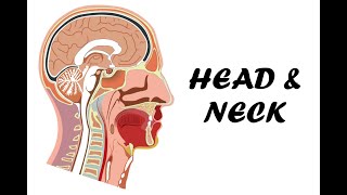 Head amp Neck Medial Section  Complete Sinuses  All Sulci amp Gyri  Brain Stem [upl. by Dukey]