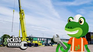 Gecko And The Crane  Educational Videos for Kids [upl. by Flam]