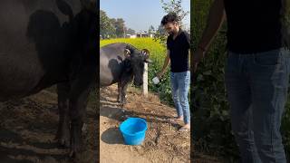 Aaj bheso ko bhi garam paani se nehlaayaminivlog dailyshorts shorts family familyvlog village [upl. by Isdnil85]