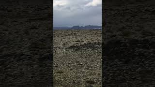 old volcanic field 🌋can you see lichen 🦠shorts travel nature iceland vlog trekking [upl. by Maclaine]