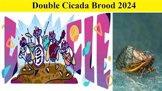 Double Cicada Brood 2024 Periodical Cicada Emergence Google Doodle amp Where in USA Mapevent date [upl. by Ewer609]