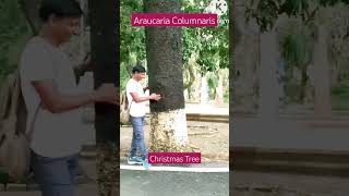 Araucaria Columnaris 🎄🎄christmastree trending shorts ytviral [upl. by Haldis]