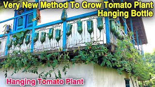 UNSEEN TOMATO FARMING IN VILLAGE IN NEPAL  HANGING TOMATO PLANT  VERTICAL GARDENING  Shorts [upl. by Yme]