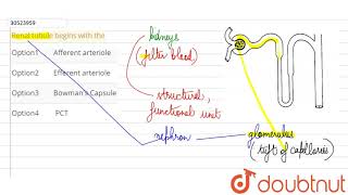 Renal tubule begins with the [upl. by Potts]