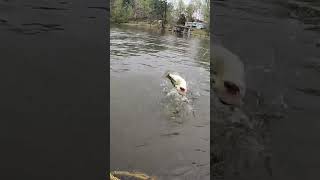 Vernon Lake  Leesville Louisiana  Kayak Bass Fishing [upl. by Ymma510]