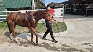 UMEOURS RACING  ONE KYNECTION accepted to Narrandera [upl. by Ardnassela]