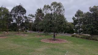 Drone Postcard  Barangaroo Reserve DJINeo [upl. by Naie883]