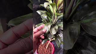 കോർഡിലൈൻ 🌱 cordyline homegarden [upl. by Hasheem38]