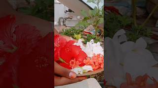 నా చిన్ని garden లో అందమైన పూల హార్వెస్ట్ 🌸🌺🌺gardeningharvesthbs vlogs all in one [upl. by Asemaj]