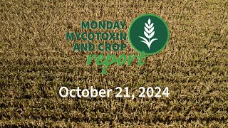 Monday Mycotoxin and Crop Report for October 21 2024 [upl. by Ronni]