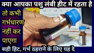 क्या आपका पशु लंबी हीटLong Heat में रहता हैतो कभी गाभिन नहीं होगाइलाज ऐसे करें [upl. by Kired842]