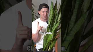 How to fix a LEANING SNAKE PLANT Full video is up houseplants [upl. by Stover]