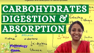 How are carbohydrates broken down and absorbed  Digestion absorption Gastrointestinal physiology [upl. by Llezom]