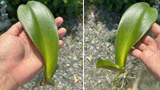 Just potatoes Orchid leaves immediately took root and bloom quickly [upl. by Warton889]