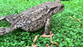 Feeding my common toad bufo bufo [upl. by Harim967]