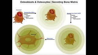 Functions of Osteoblasts amp Osteocytes  Organization of the Osteon [upl. by Amedeo15]