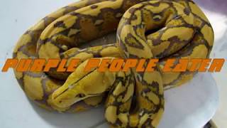 AZ Reticulated Python Morphs [upl. by Seth672]