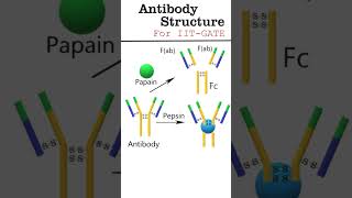 Antibody structure animation antibody [upl. by Fortune]