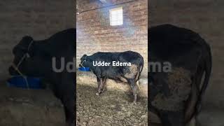 Udder Edema Udder edema treatment Udder edema in cow Udder edema in cows treatment Udder edema [upl. by Linneman872]