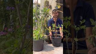 DIy Aprajita trellis flowers grow youtube shorts [upl. by Gerius]