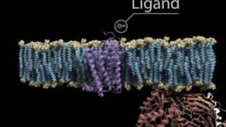 G Protein Cycle with titles [upl. by Corty465]