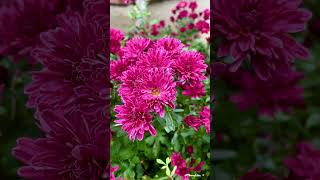 Autumn chrysanthemums bloom in my garden Toronto 20241006 [upl. by Robertson]