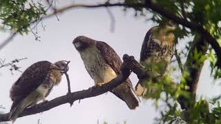 20240602 93rd Street Redtailed Hawks [upl. by Yraht]