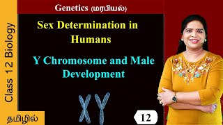 Y Chromosome and Male Development [upl. by Sheppard]