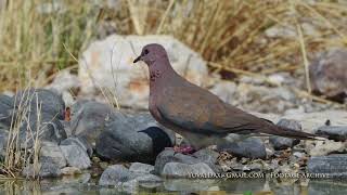 Laughing Dove palm dove  Spilopelia senegalensis צוצלת [upl. by Urien548]