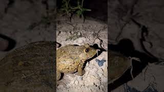 Catch the funny frog  Catch a frog for fun  Video funny [upl. by Olegnad]