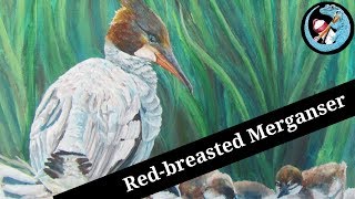 Painting a Red Breasted Merganser in Acrylic [upl. by Mehitable901]