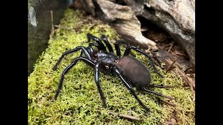 Macrothele gigas Japanese Giant Funnel Web rehousing and care notes [upl. by Whitcher]