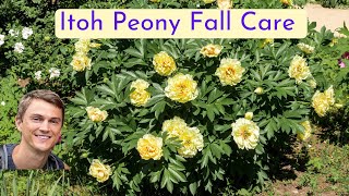 Itoh Peony Fall Maintenance for More Spring Flowers [upl. by Alleen]